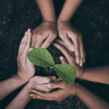 Hands holding a plant sprout